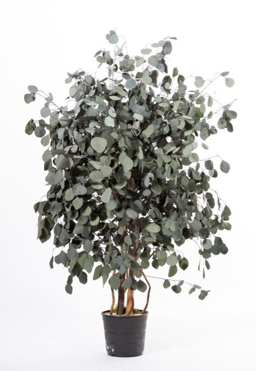 Árbol preservado - Eucalipto Populus ancho