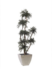 Árbol preservado - Eucalipto Parvifolia Esferas
