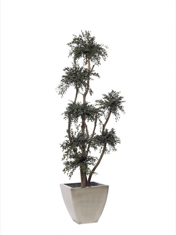 Árbol preservado - Eucalipto Parvifolia Esferas