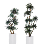 Árbol preservado - Eucalipto Parvifolia Esferas