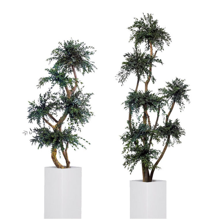 Árbol preservado - Eucalipto Parvifolia Esferas