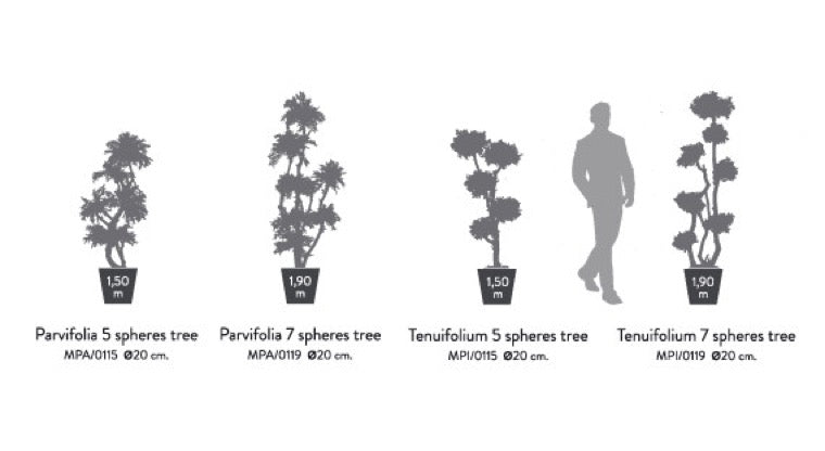 Árbol preservado - Eucalipto Parvifolia Esferas