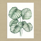 Affiche Calathea