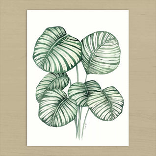 Póster Calathea