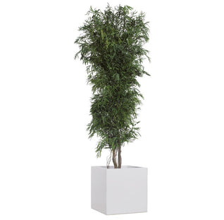 Arbre stabilisé - Eucalyptus Nicoly fin