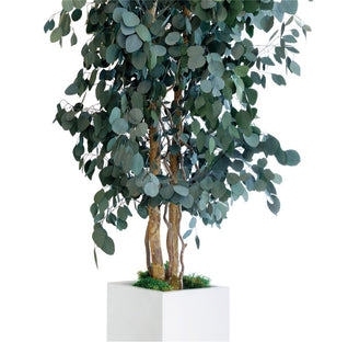 Arbre stabilisé - Eucalyptus Populus Fin