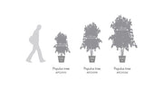 Árbol preservado - Eucalipto Populus Fino