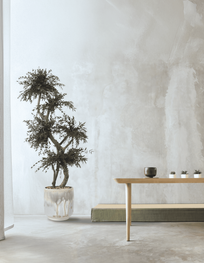 Árbol preservado - Eucalipto Parvifolia Esferas