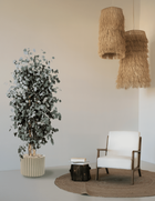 Árbol preservado - Eucalipto Populus Fino