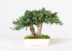 Bonsai preservado - Juniperus