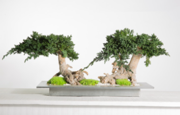 Bonsai preservado - Juniperus Doble