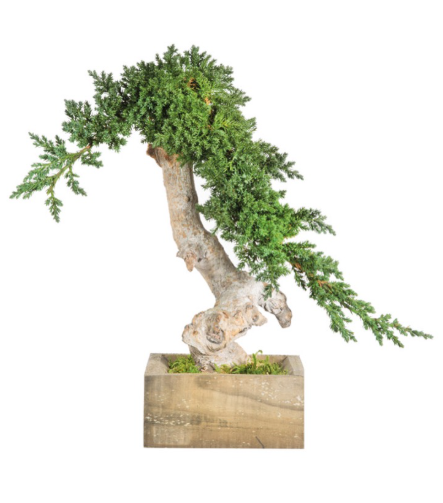 Bonsai preservado - Juniperus Viña