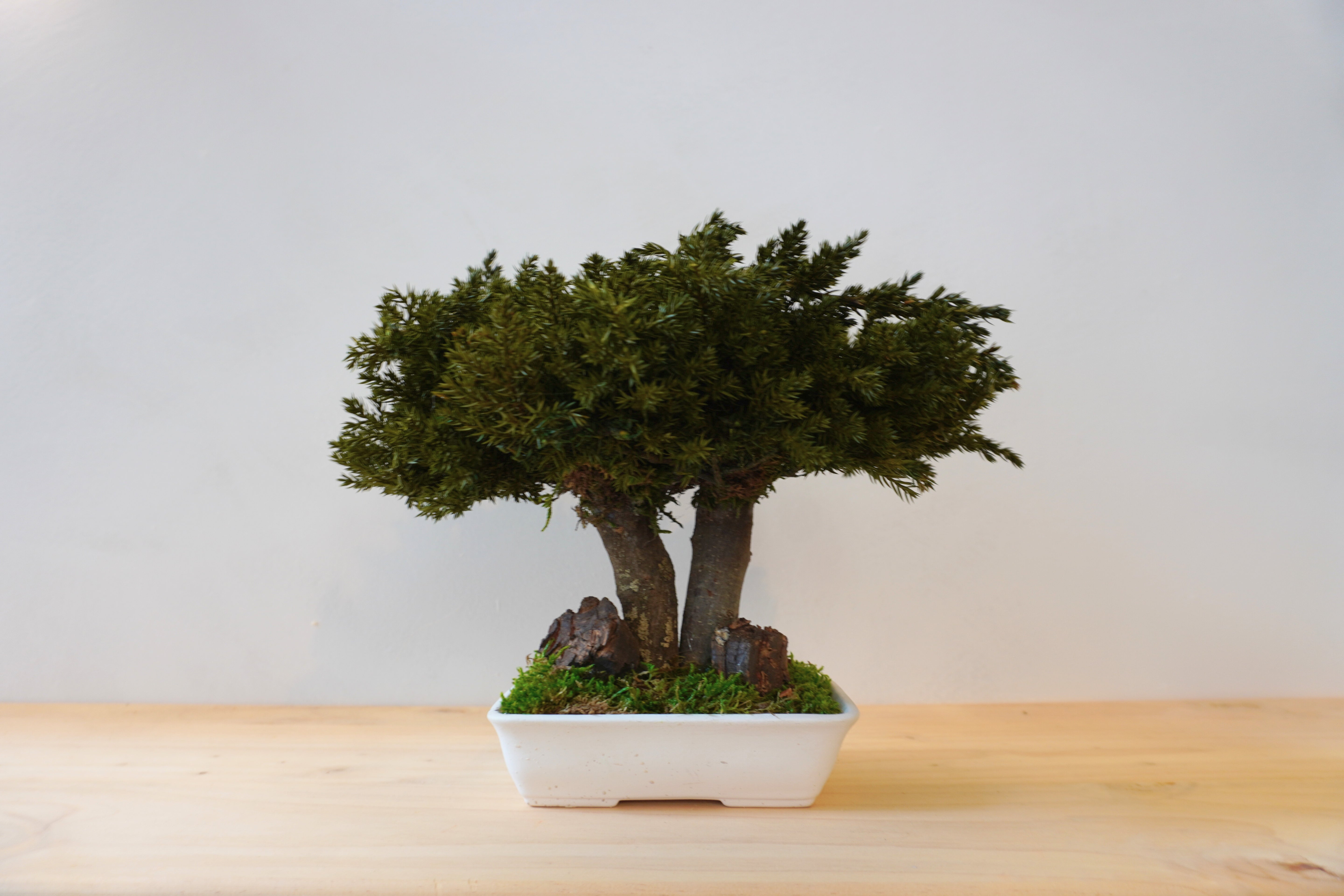 Bonsai preservado - Juniperus