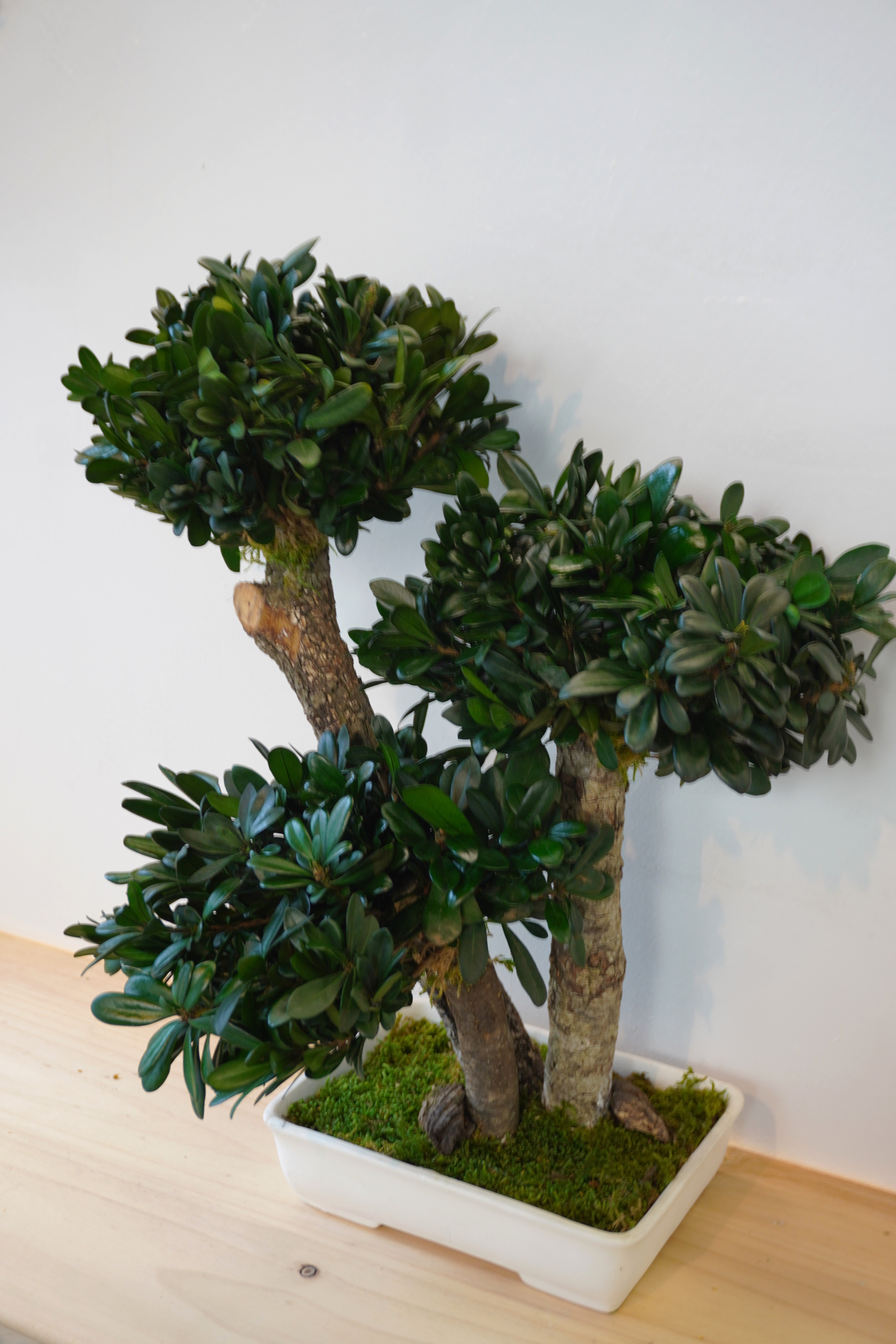 Bonsai preservado - Tobira