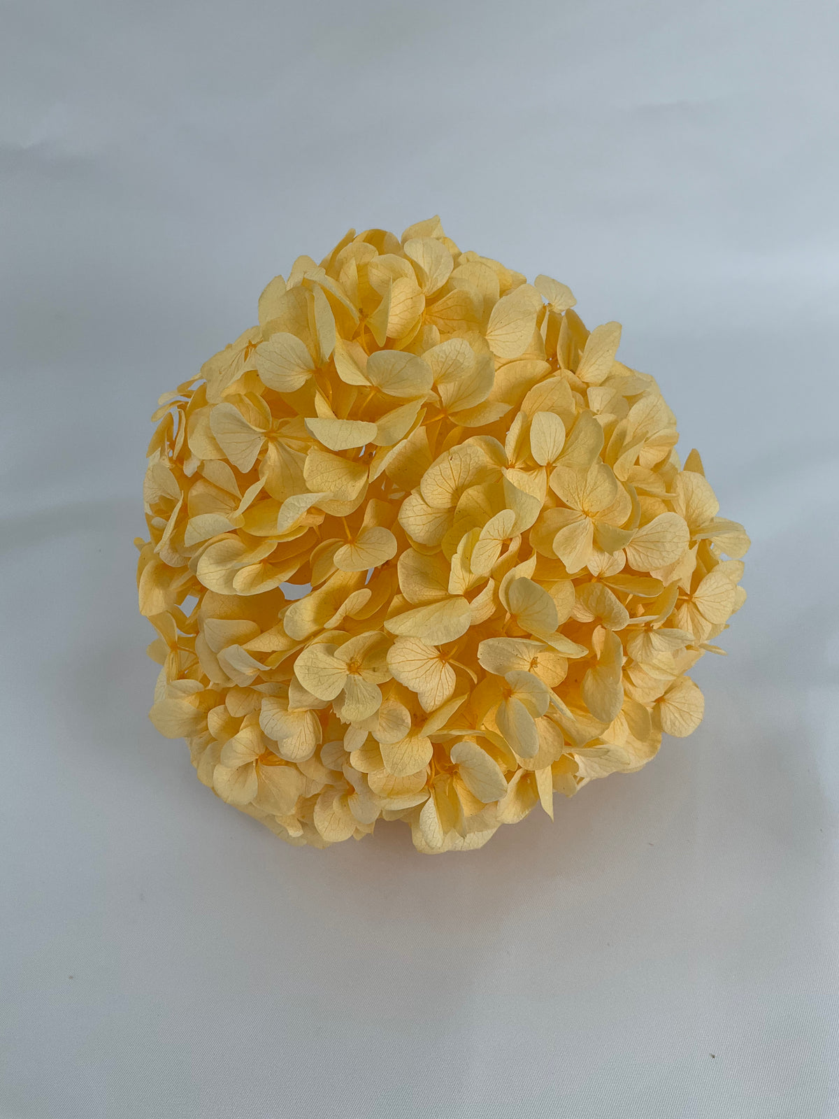 HORTENSIA PRESERVADA