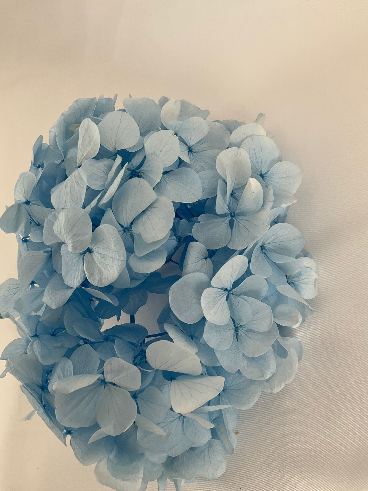 HORTENSIA PRESERVADA