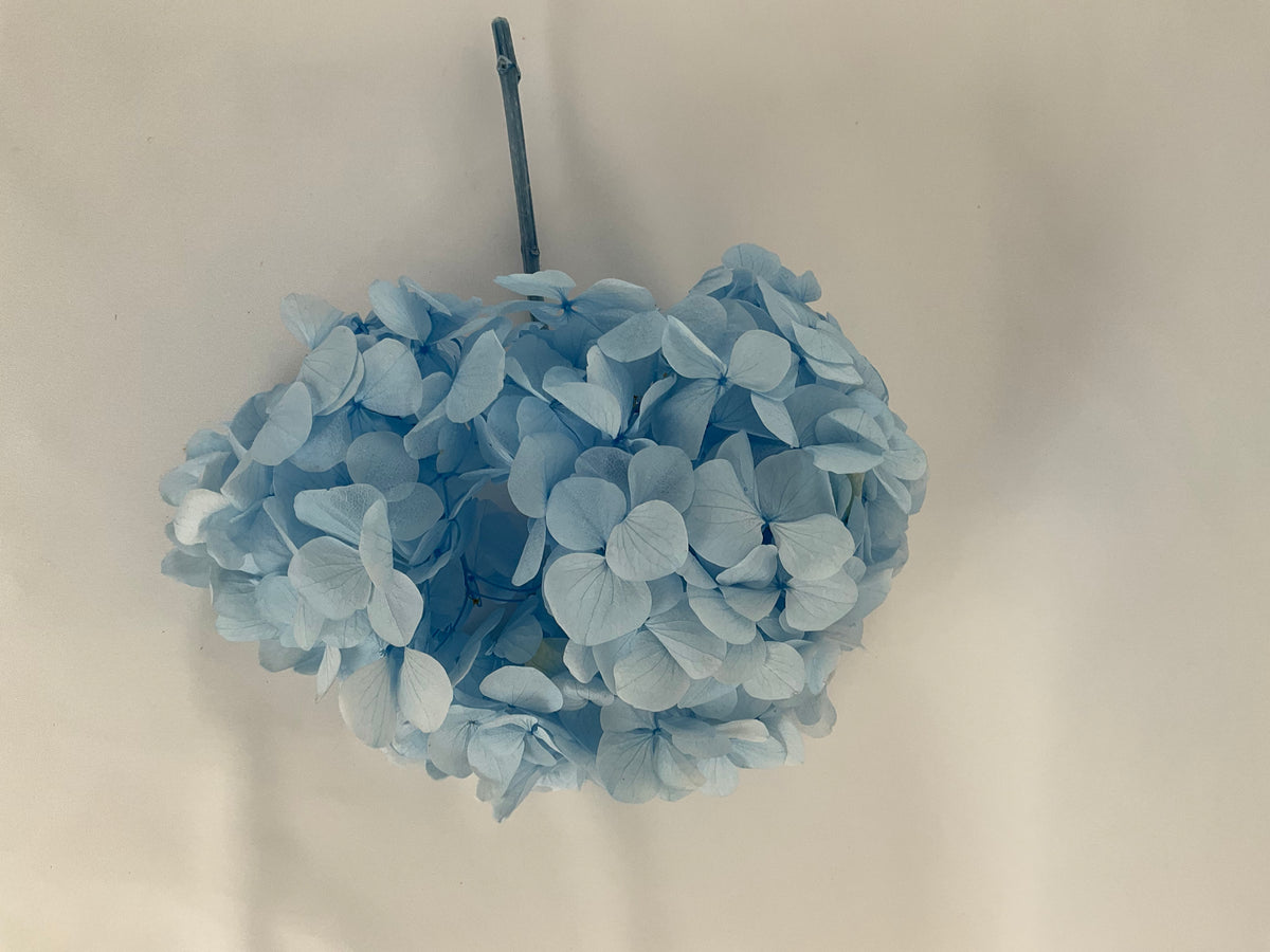 HORTENSIA PRESERVADA