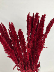 Amaranthus