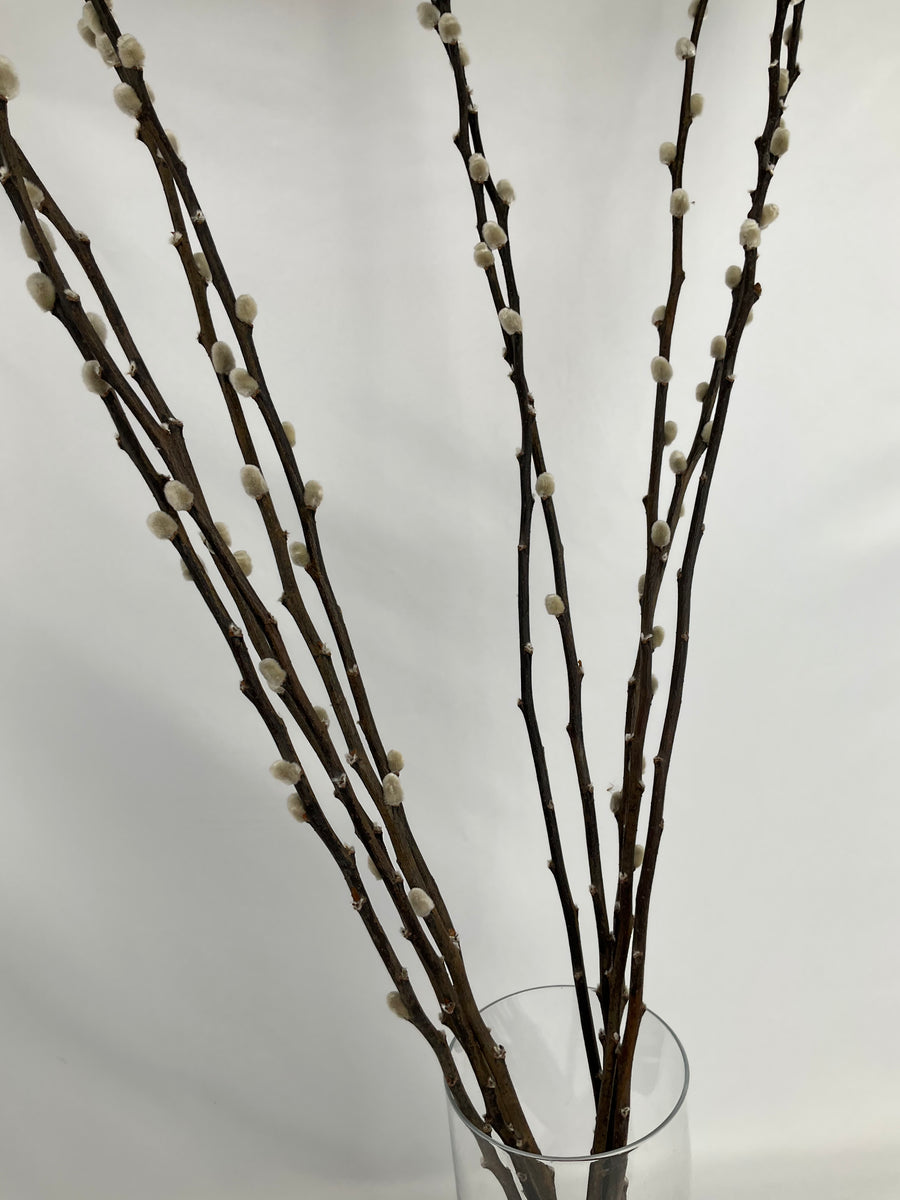 Salix