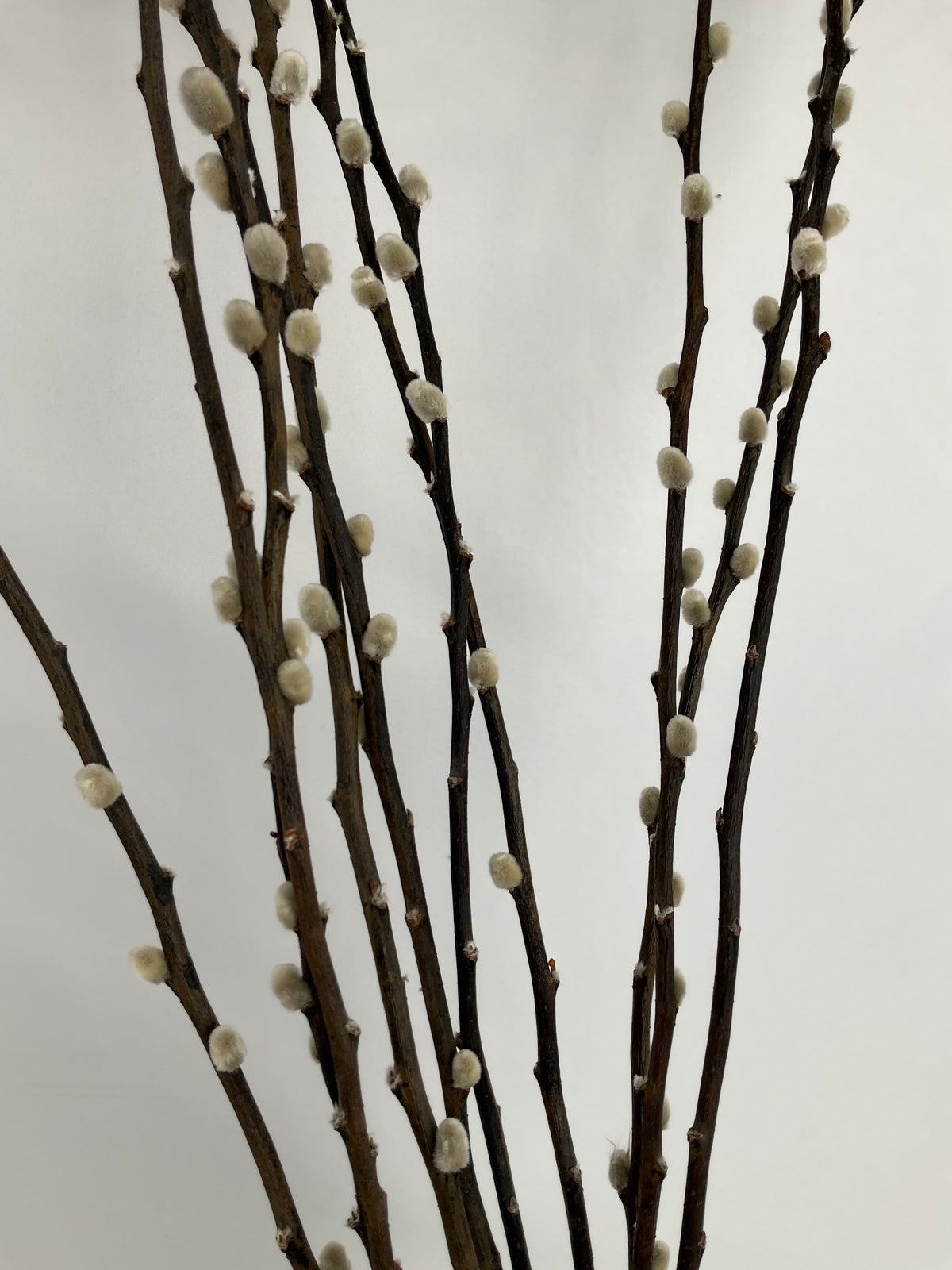Salix