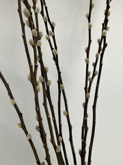 Salix