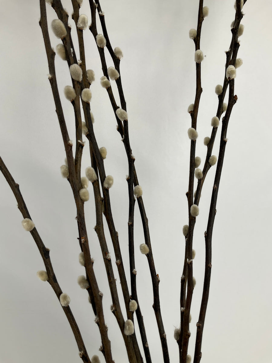 Salix