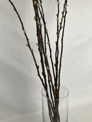 Salix