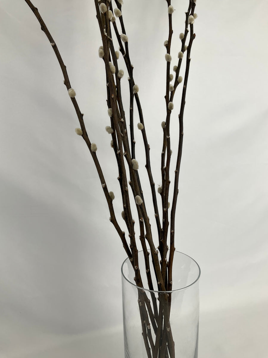 Salix