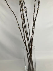 Salix