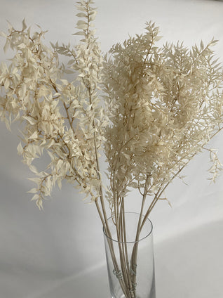 Ruscus