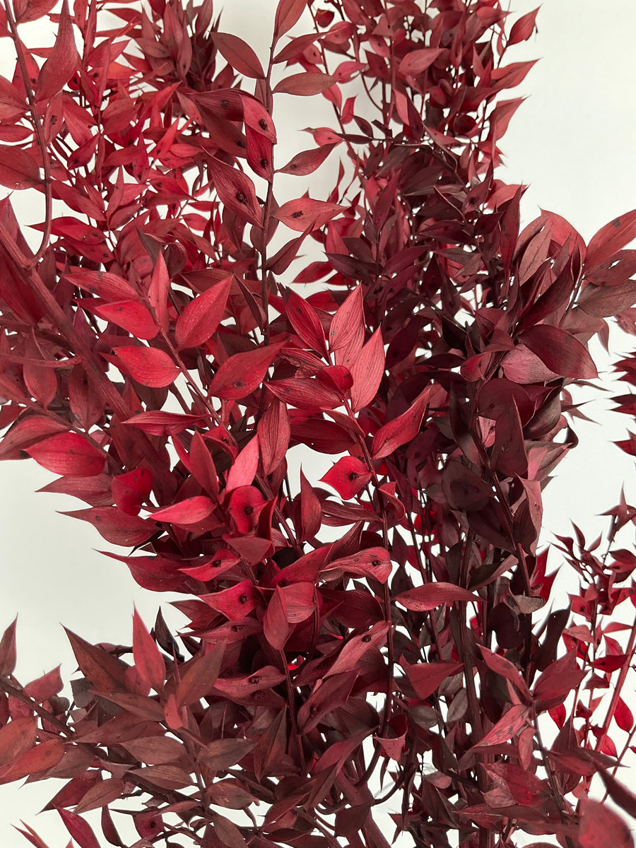 Ruscus
