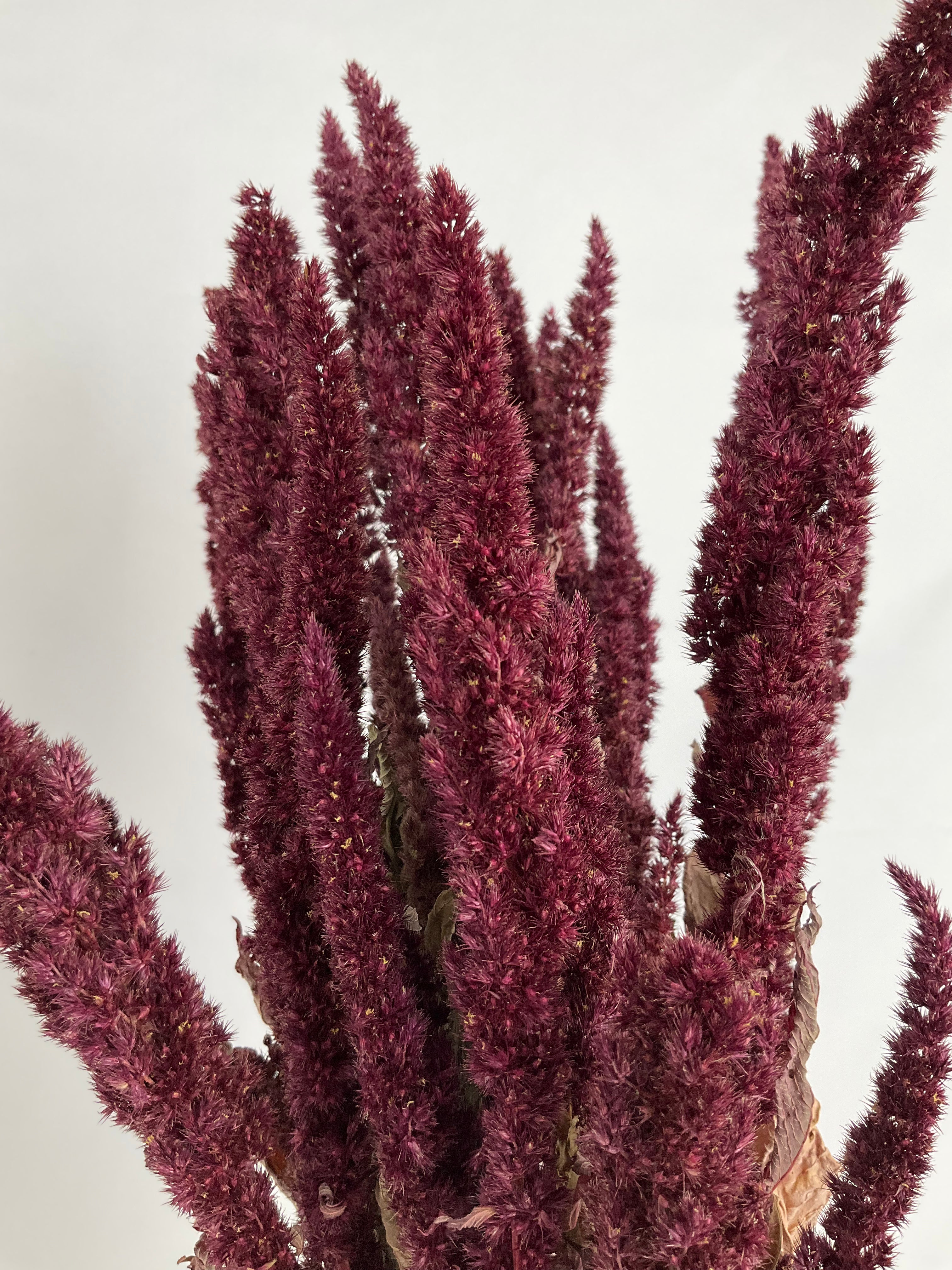 Amaranthus