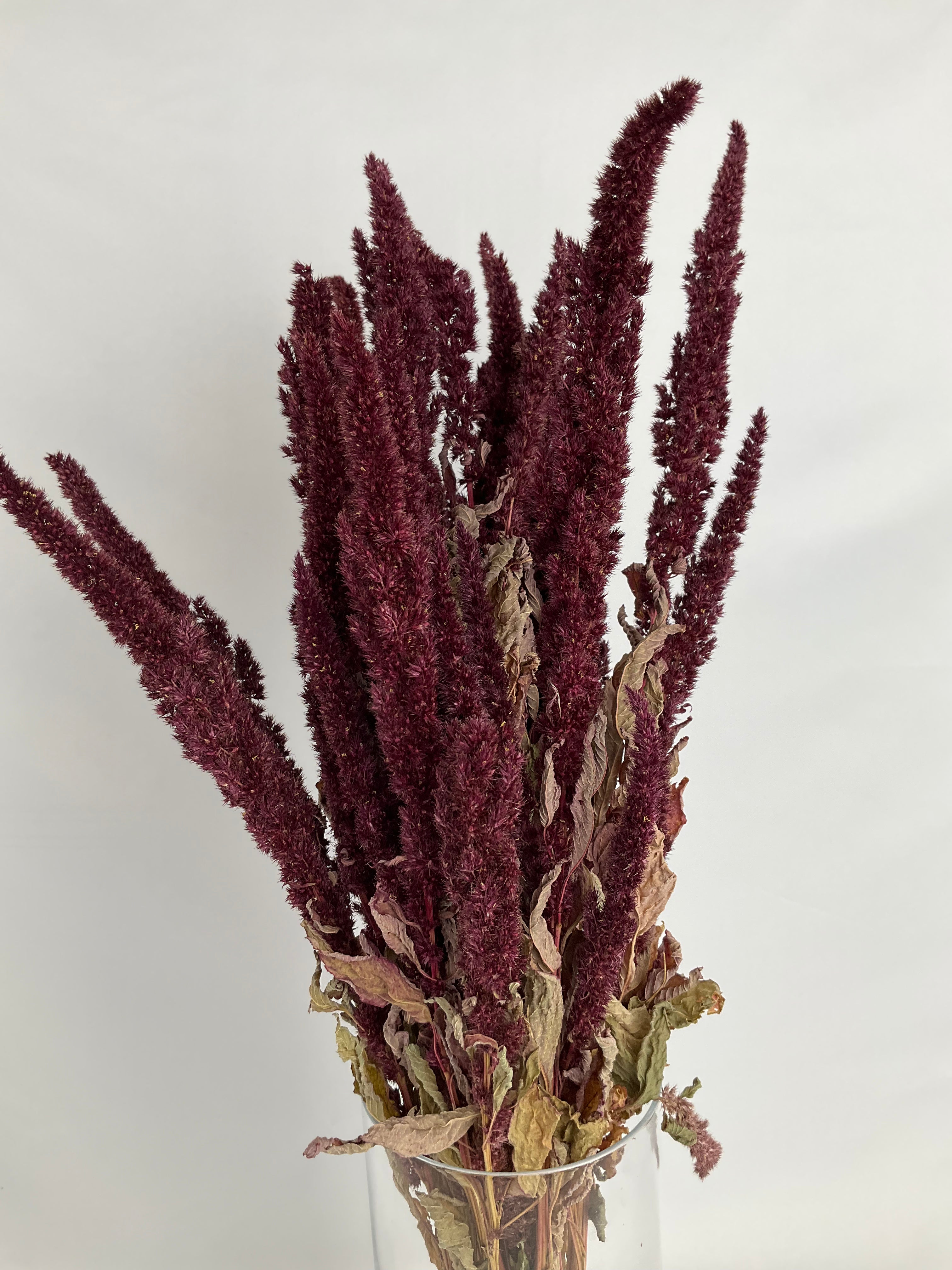 Amaranthus