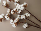 Ramo de flor de algodão