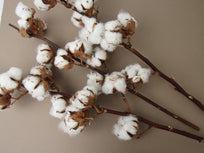 Rama de flor de algodón