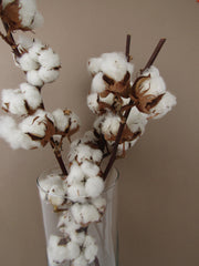Rama de flor de algodón