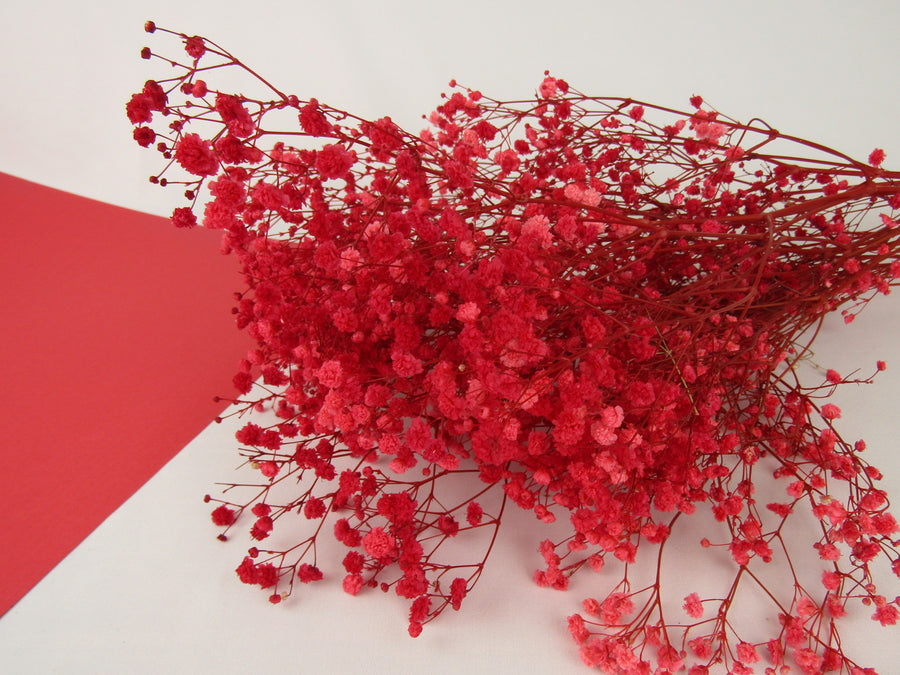 Paniculata preservada
