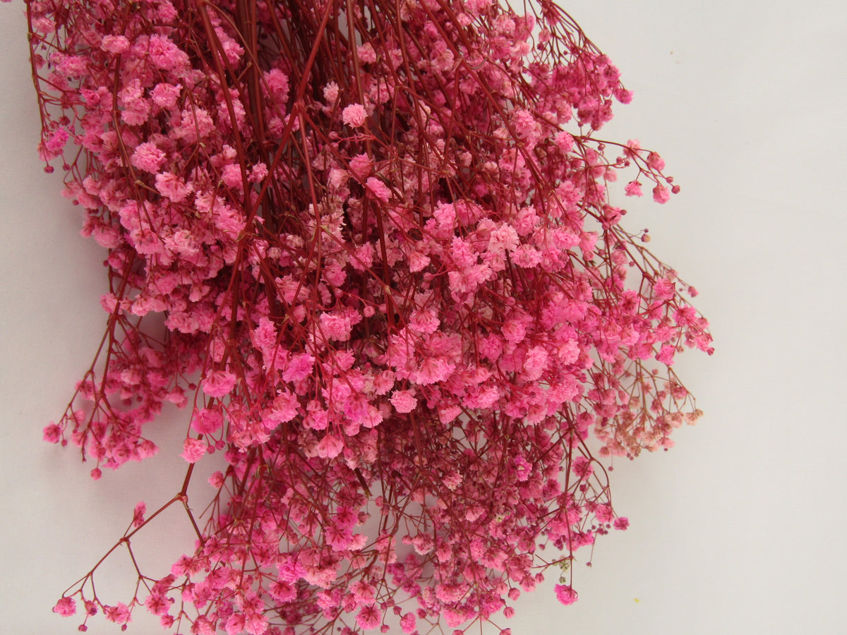Paniculata preservada