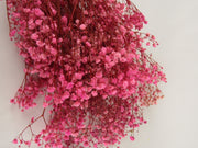 Paniculata preservada