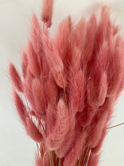 Lagurus