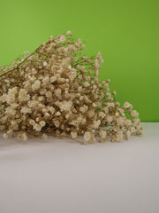 Paniculata preservada