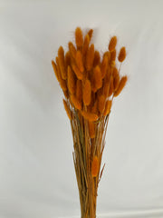 Lagurus