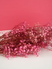Paniculata preservada