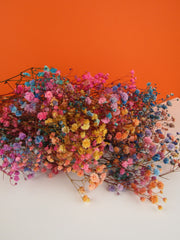 Paniculata preservada
