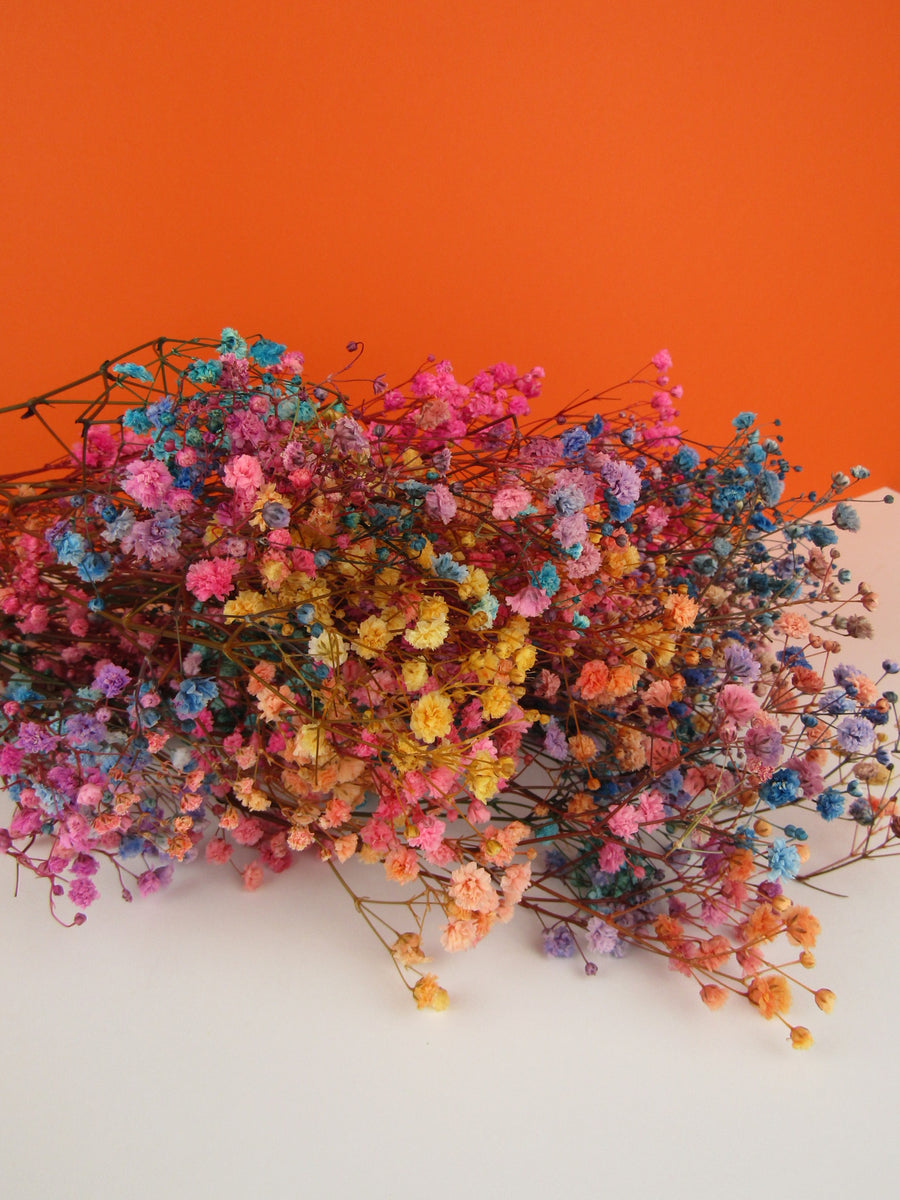 Paniculata preservada