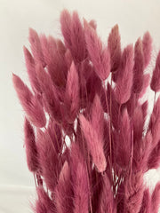 Lagurus