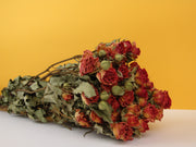 Rosas secas mini