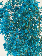 Paniculata preservada