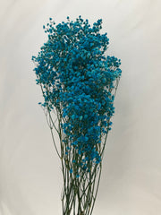 Paniculata preservada