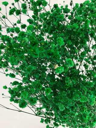 Paniculata préservée